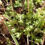 Saxifraga moschata Blad