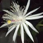 Epiphyllum hookeri 花
