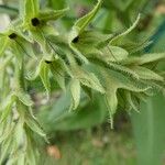 Nonea echioides Квітка