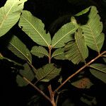 Guarea trunciflora 葉