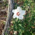 Hibiscus syriacus फूल
