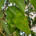 Ligustrum japonicum Leaf