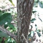 Garcinia intermedia Bark