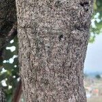 Bauhinia variegata Bark