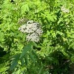 Tanacetum macrophyllumBlad