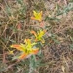 Castilleja tenuiflora Kvet