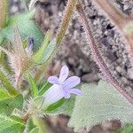 Campanula erinus Flower