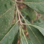 Cordia alliodora Levél