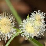 Galium stellatum Λουλούδι