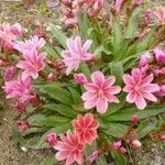 Lewisia longipetala ᱵᱟᱦᱟ