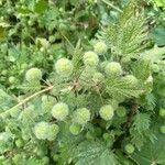 Urtica pilulifera Frucht