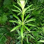 Galium aparine पत्ता