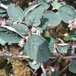 Cotoneaster integerrimusFoglia