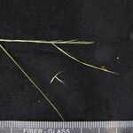 Tripogon filiformis Hábito