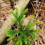 Lycopodium dendroideum Blatt