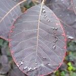 Cotinus coggygriaFeuille