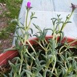 Delosperma cooperiLeaf