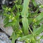 Valeriana dentata पत्ता