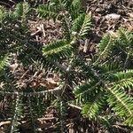 Abies nebrodensis ഇല