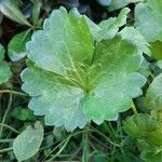 Ranunculus muricatus Blad