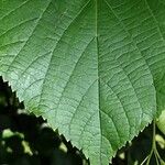 Tilia cordata Leaf