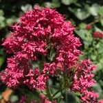 Valeriana lecoqii Flower