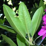 Rhododendron catawbiense Folha