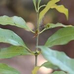 Pleiocarpa pycnantha Leaf