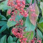 Photinia fraseri 果實