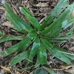 Carex plantaginea Leaf