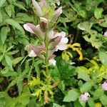 Acanthus spinosusFlower