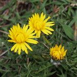 Taraxacum pyrenaicum Lorea