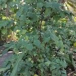 Piper excelsum Vivejo
