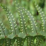 Nephrolepis undulata Blatt