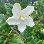 Gardenia taitensis Цветок