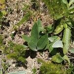 Arnica montana Blad