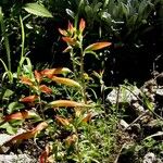 Castilleja patriotica Habit