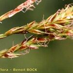 Carex brachystachys Fruit