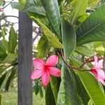 Plumeria rubraफूल