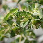 Euphorbia falcata Flower