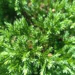 Juniperus chinensis Blatt