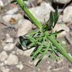 Centaurea deusta Yaprak