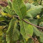 Palicourea rigida Leaf