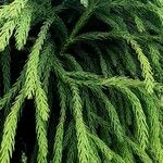 Cryptomeria japonica पत्ता