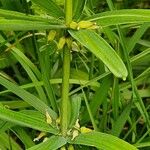 Polygonatum verticillatum 樹皮