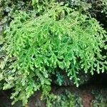 Selaginella stenophylla Лист