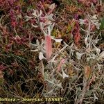 Atriplex pedunculata 整株植物