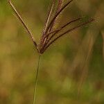 Chloris barbata Flower