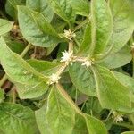 Alternanthera sessilis Blad