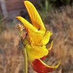 Crotalaria rogersii Λουλούδι
